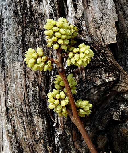 {Rhus aromatica}